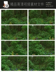 深山野林风景实拍视频素材视频