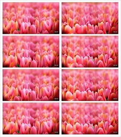 漫山遍野花草舞动视频素材