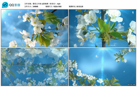 梨花又开放 LED舞台背景视频