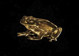 新蛙亚目图片大全 新蛙亚目设计素材 新蛙亚目模板下载 新蛙亚目图库 昵图网soso Nipic Com