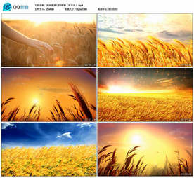 风吹麦浪 舞台背景视频成品