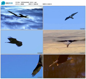 飞得更高 舞台大屏幕背景视频