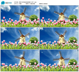 苏格兰风车郁金香 舞台背景视频