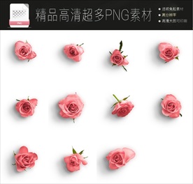 超多玫瑰花PNG免扣素材合集