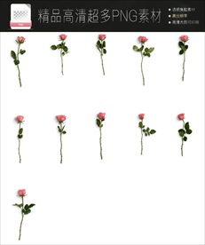 超多玫瑰花PNG免扣素材合集