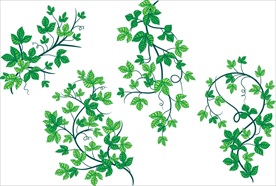 矢量常青藤图片
