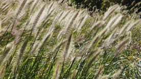 摇曳的狗尾巴草