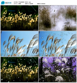 芦花 歌曲LED舞台背景视频