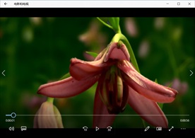 清晨阳光森林自然风景植物花卉生