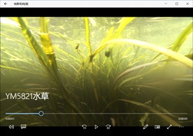 水草自然风景植物花卉生长阳