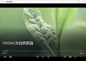 清晨茶园自然风景植物花卉阳光