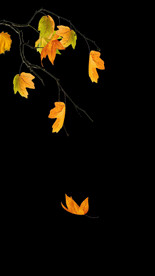 落叶带通道10秒朋友圈视频素材