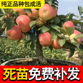 苹果树苗创意直通车图设计模版