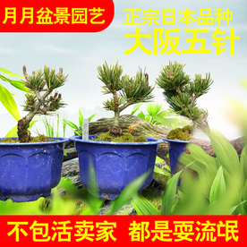 淘宝盆景主图设计