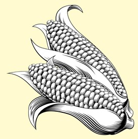 矢量玉米