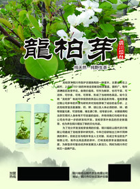 龙柏芽彩页 正面