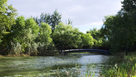 风中的河流桥和树