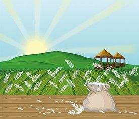 有机稻田乡村风景插画