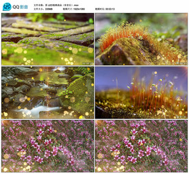 苔 歌曲MV 舞台背景视频成品