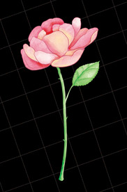 水彩花卉玫瑰花