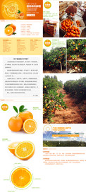 橙子详情页