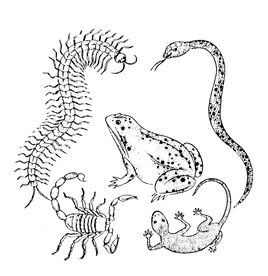 中国元素 中国纹样 吉祥元素