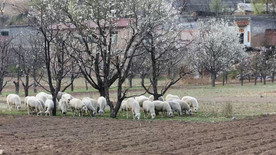 梨花羊群
