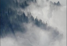 背景 云 森林 雾