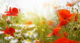 阳光路上歌曲MV视频背景LED