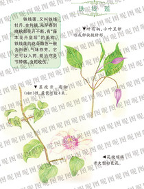 铁线莲和介绍