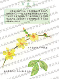 迎春花和介绍