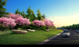 道路樱花绿化效果图
