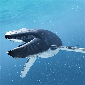 鲸鱼3d模型含c4d