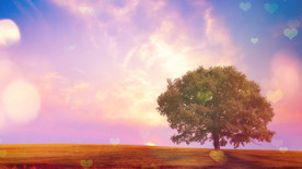 致橡树视频背景