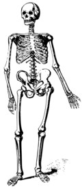 人体骨架骨骼死亡图标图形设计