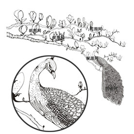 白描素描桃树桃枝桃花孔雀矢量图