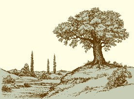 手绘大树插画插图