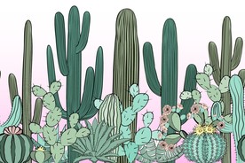 仙人掌植物插画插图