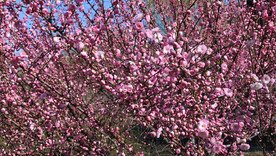 微风中盛开的桃花