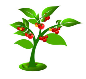 西红柿 矢量蔬菜图