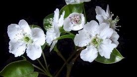 梨花开放延时摄影