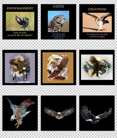 卡通手绘老鹰海报背景印花图案