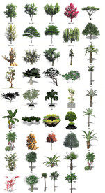 园林植物SU模型