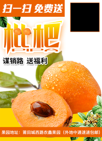 枇杷海报