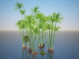 莎草水草3D模型