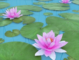 荷花莲花睡莲3D模型