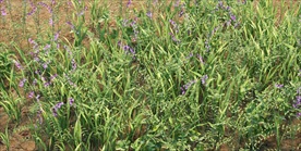 荒草野花3D模型