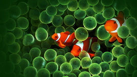 高清壁纸小丑鱼