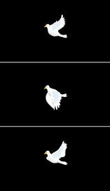 鸽子飞翔循环带alpha通道