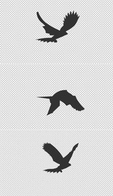 鹰飞剪影循环动作Alpha透明